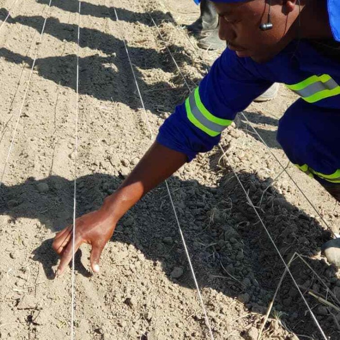 Planting Maize